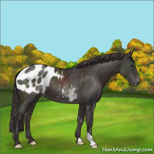 Horse Color:Smoky Black Appaloosa 