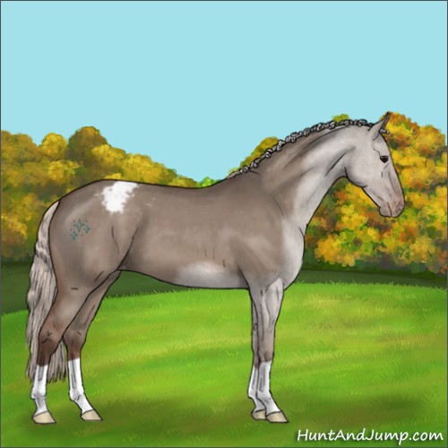 Horse Color:Silver Grullo Roan Appaloosa 