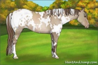 Horse Color:White Spotted Grullo Pearl Blanket 