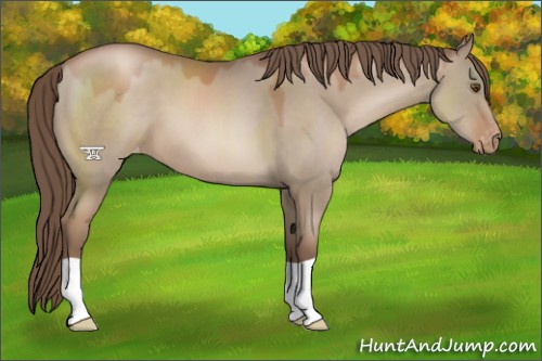 Horse Color:Grullo Pearl Varnish