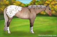 Horse Color:Silver Brown Dun Blanket Rabicano 