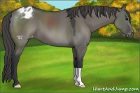 Horse Color:Grullo Varnish 