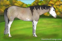 Horse Color:Brown Dun Sabino Splash