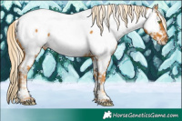 Horse Color:White Spotted Gold Cream Champagne Tobiano Near Fewspot