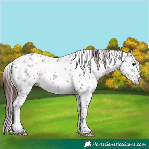 Horse Color:White Spotted Chocolate Brown Sabino 