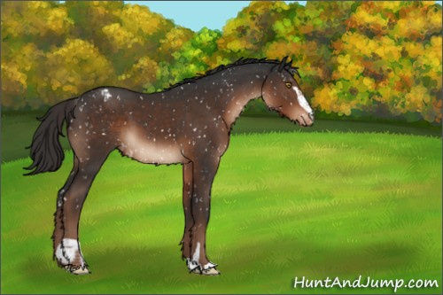 Horse Color:Liver Chestnut Sabino Appaloosa 