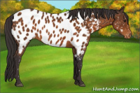 Horse Color:Buckskin Blanket 