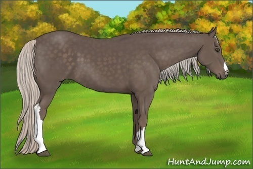 Horse Color:Silver Black 