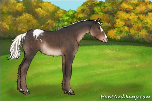 Horse Color:Liver Chestnut Mushroom Sabino Appaloosa Rabicano 