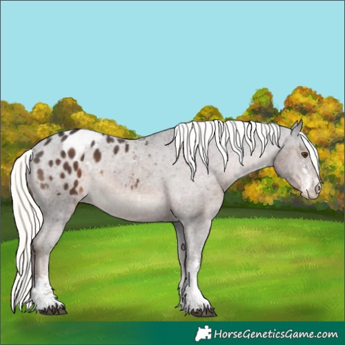 Horse Color:Liver Chestnut Mushroom Sabino Appaloosa Rabicano 
