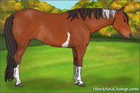 Horse Color:Brown Tobiano Rabicano
