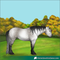 Horse Color:Gray Grullo 