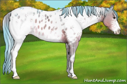 Horse Color:Watercolor White Spotted Liver Chestnut Ice Appaloosa 