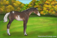 Horse Color:Liver Chestnut Mushroom Sabino Appaloosa