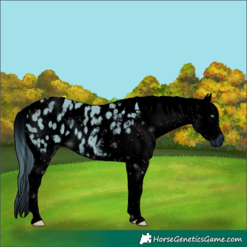 Horse Color:ERROR: UNKNOWN ANOMALY