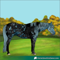 Horse Color:ERROR: UNKNOWN ANOMALY