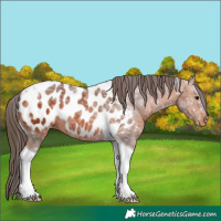 Horse Color:Bay Ice Sabino Tobiano Appaloosa 