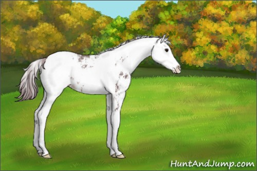 Horse Color:Chocolate Brown Ice Sabino Blanket 