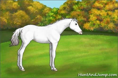 Horse Color:Chocolate Black Ice Sabino Appaloosa