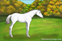 Horse Color:Chocolate Black Ice Sabino Appaloosa 
