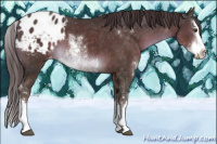 Horse Color:Liver Chestnut Sabino Splash Appaloosa 