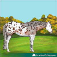 Horse Color:Brown Splash Appaloosa 