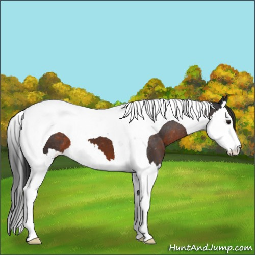 Horse Color:Brown Splash Tobiano Appaloosa 