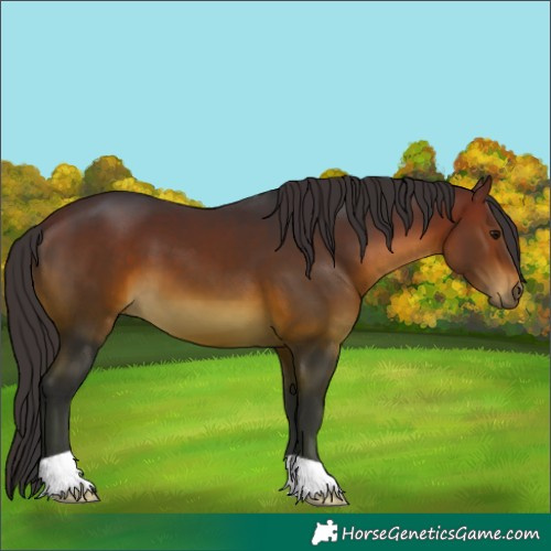 Horse Color:Brown 
