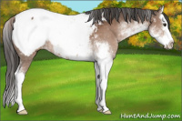 Horse Color:Liver Chestnut Sabino Splash Snowcap 