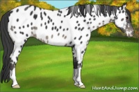 Horse Color:Black Appaloosa 