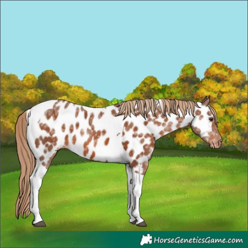 Horse Color:Chestnut Ice Tobiano Appaloosa 