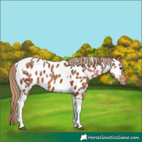 Horse Color:Chestnut Ice Tobiano Appaloosa 