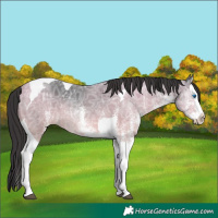 Horse Color:White Spotted Smoky Black Ice Splash Tobiano 