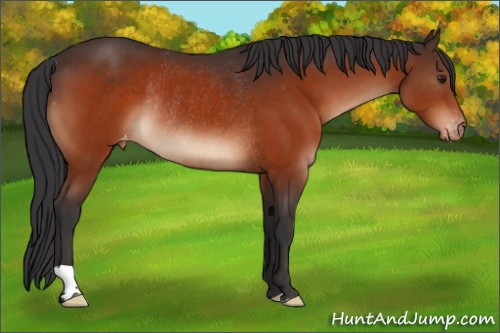 Horse Color:Brown Varnish Rabicano 