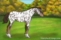 Horse Color:Liver Chestnut Ice Appaloosa 