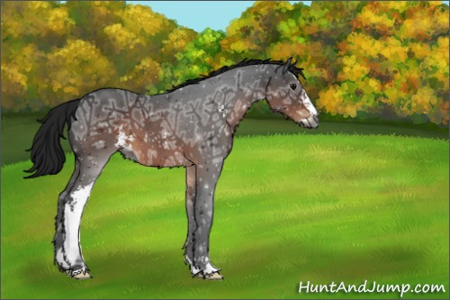 Horse Color:Gray Brown Ice Sabino 