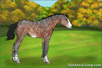 Horse Color:Gray Brown Ice Sabino