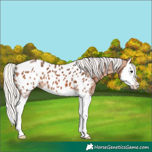 Horse Color:Silver Bay Sabino Splash Appaloosa