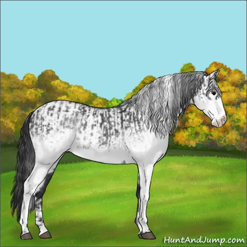 Horse Color:White Spotted Blue Roan Rabicano and Gray White Spotted Blue Roan Rabicano