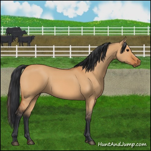 Horse Color:Bay Dun 