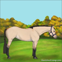 Horse Color:Bay Dun 