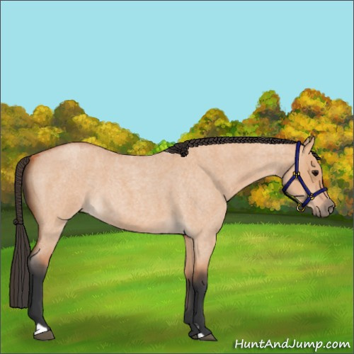 Horse Color:Bay Roan Dun 
