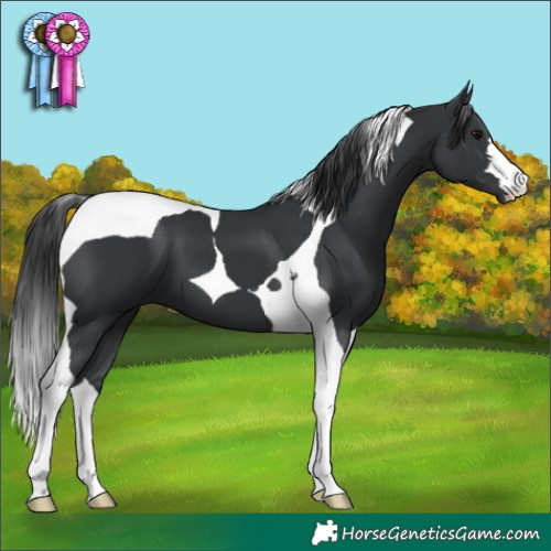 Horse Color:Black Tobiano 