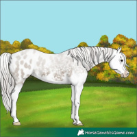 Horse Color:Silver Grullo Splash Appaloosa 