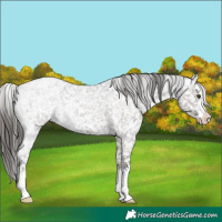 Horse Color:Liver Red Roan Appaloosa