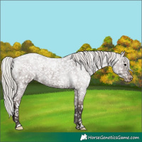 Horse Color:Silver Blue Roan Appaloosa 