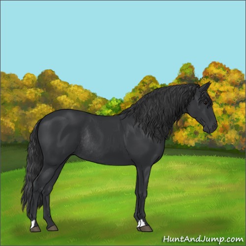 Horse Color:Black Rabicano