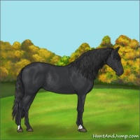Horse Color:Black Rabicano 