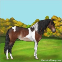 Horse Color:Brown Tobiano Rabicano 