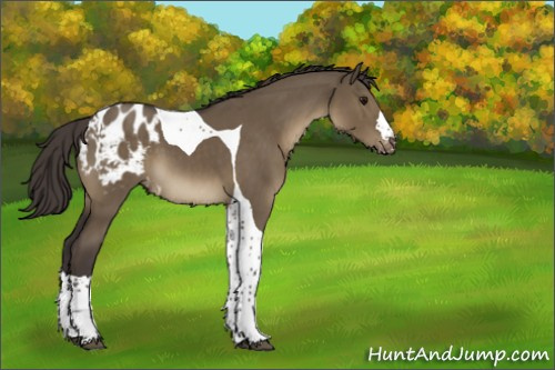 Horse Color:Smoky Grullo Tobiano Appaloosa 